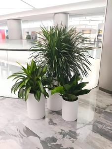 超赞！江北盆景租赁，一流服务别错过！